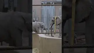 #elephantlovers #babyelephants #ilovethezoo #zoo #nebraskatravel