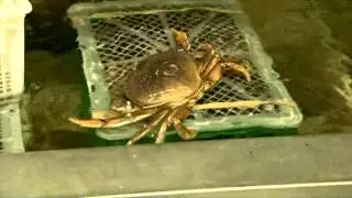 Dungeness Crab Prices Double