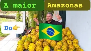 Pitayas de Inverno e colhendo a maior Amazonas do Brasil 🙌🤠🌵🐉