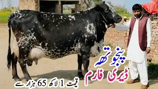 Punjotha Dairy farm | Garlnaso Cholistani Cross Cows for sale In Pakistan | bismillha best