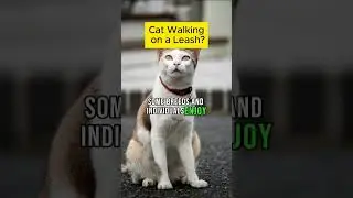 Cat Walking on a Leash?  #catslogic #cat #catbehaviorist #understandingcats