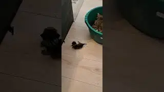 Tiny Newborn Kittens Meowing - So Cute You'll Squeal!