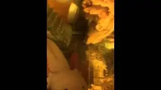 Axolotl Andy Kaufman sings Rosemarie
