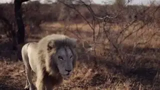 Global White Lion Protection Trust