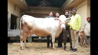 वाहेगुरु डेरी फार्म की फर्स्ट लेक्टेशन कम्पटीशन लेवल की ब्यूटी क्वीन🐄 ने किसान का मन कैसे मोह लिया