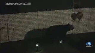 Unexpected visitor: Black bear Sweetie visits Chesapeake neighborhood