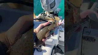 Beautiful little Trouta #fishing #cavy #fish #calsfishin #ocean #trout #fyp #viralvideo
