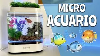 Mi nuevo MICRO ACUARIO ya funciona en CASA y en él vive DORADO, un PEZ BETTA SPLENDENS