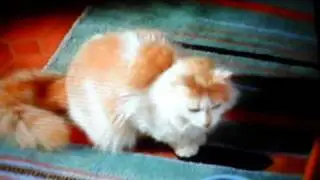 Funny Cat Commercial 
