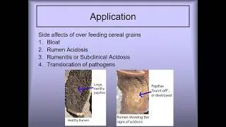 Sheep Reproduction 101