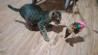 Cats eat delicious fish