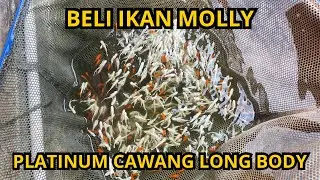 BELI DAN SORTIR IKAN MOLLY PLATINUM CAWANG LONG BODY