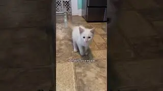 Tiny Kitten Nurses On Dog | The Dodo