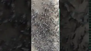 Some specie of Alderfly