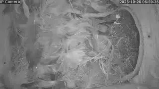 Harper's Sand Martin Nest Cam Burrow 19 Live Stream 2025