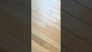 Cat vs fly