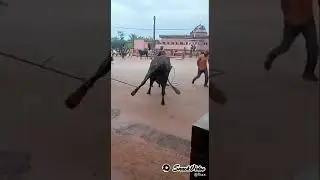 sapi gila
