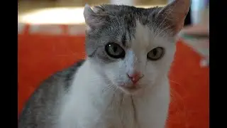 ADORABLE REUNION! Twittering cat finally meet owner again!
