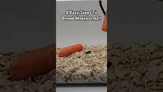 4 простых шага для разведения мучных червей на ферме!