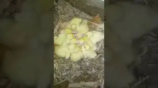 help!! we're cold - baby duck cute