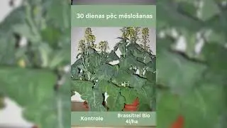YaraVita BRASSITREL BIO ieteikme uz rapsi