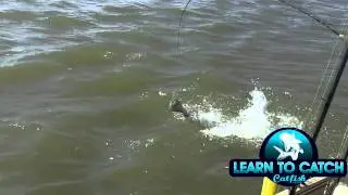 Catching Spring Blue Catfish In Skinny Water