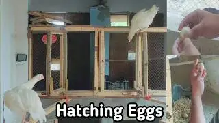 Place the 2 eggs under the hen | no one chick hatched | Backyard Chicken Keeping: Tips and Tricks 😍😱