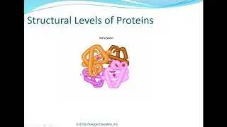 Human A&P I: Ch 2 Chemistry Part F: Proteins