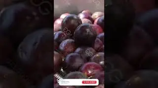 Mangosteen Fruit Washing And Air Drying Machine Line