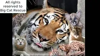 Big cat rescue