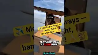 ✈️Monkey Airways &mdash; taking flight, banana-style! 🍌🐒 #viral #shorts #monkey #ytshorts #ytviral #funny