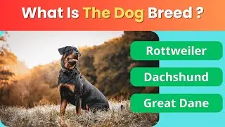 Guess The Dog Breed Quiz 🐶#dogquiz #quiztime #quizvideo
