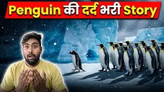 Penguin viral video | Why are penguin videos going viral on the internet? Penguin viral video story