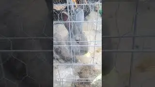 Sim&oacute;n #bunny #viral