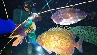 Bất Ngờ Tôm Hùm Lạc Vào Vùng Biển 7 Sải Tay | Vừa Chạm Đáy Bắt Được Con Mực Nang