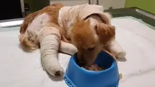 Miracle Transformation Of Little Dog Was Burned Over All Around Her Body