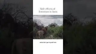 Feminist lioness disturbs her husband