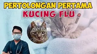 PERTOLONGAN PERTAMA KUCING FLU || drh Mirza Yusa || Dokter Hewan