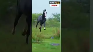 Most Powerful Horses in the World #youtubeshorts #shorts #youtube #shortvideo #video