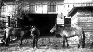 Science Bulletins  The Last Wild Horse&mdash;The Return of Takhi to Mongolia