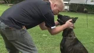 Bill that would provide vet care for retired K9s now on Illinois governor's desk