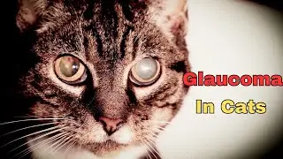 Is Your Cat's Eye Infection Giving Them The Blues? | Navology