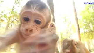 VERY HUNGRY BABY MONKEY BRIGHTEN | MOM NO FEEDING | MONKEY TECHNIQUE