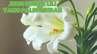Jenis Bunga Lili yang Paling Indah dan Memukau