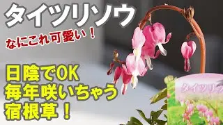 タイツリソウの育て方 でっかくなります！日陰でこんなにかわいいお花が！ケマンソウ