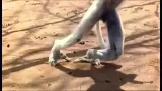 Lemur physics, by Aida Martinez