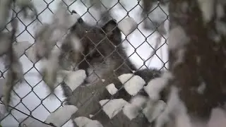 &lsquo;They actually prefer this kind of weather&rsquo;: Even in a blizzard, the Alaska Zoo stays up and runn...
