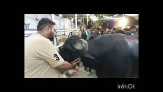 JDC black Buffalo #Black Kankareej Bell #sibbibull #Mandi Nights
