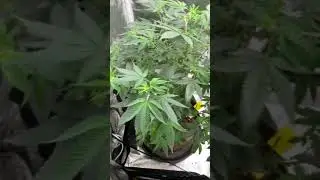 My Bubba&rsquo;s Gift Mother Plant