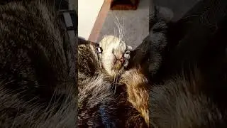 Sleeping beauty #catshorts #cat #sleep #sleepycat #sleepkitty #catlovers #cat